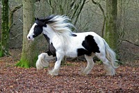 Ponytales Horse and Pet Photography Nationwide Head Office 462081 Image 7