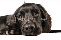 Top UK Pet Photographer 459034 Image 1