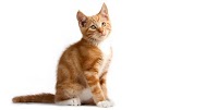 Cat and Mouse Pet Photography 458981 Image 0