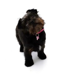Daisys Dog Grooming and Photography 470462 Image 1