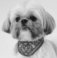 Daisys Dog Grooming and Photography 470462 Image 3