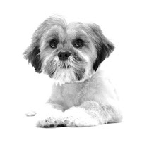 Daisys Dog Grooming and Photography 470462 Image 8