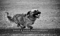 David E Owen Photography and Video 449932 Image 1
