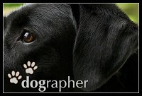 Dographer The Pet Photographer 452092 Image 0
