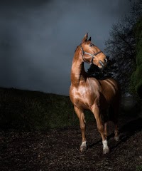 Elegant and Strong Horse Photography 454752 Image 0