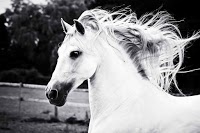 Horseplay Photography 446470 Image 0
