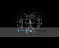 Joe Lundie Photography 467857 Image 6