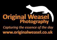 Original Weasel Photography 458772 Image 7