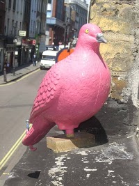 Pink Pigeon 468263 Image 0