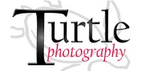 Turtle Photography 442872 Image 8